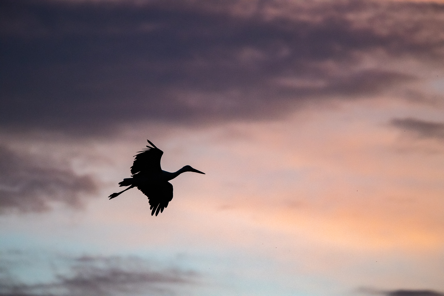 Storch im Flug, Sonnenuntergang